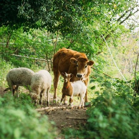 Domus Agricolae Corallina Torre del Greco Ngoại thất bức ảnh